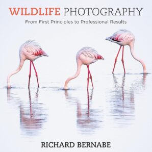 Wildlife Photography