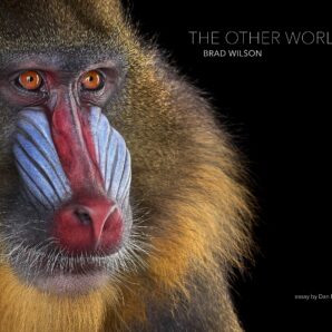 The Other World: Animal Portraits
